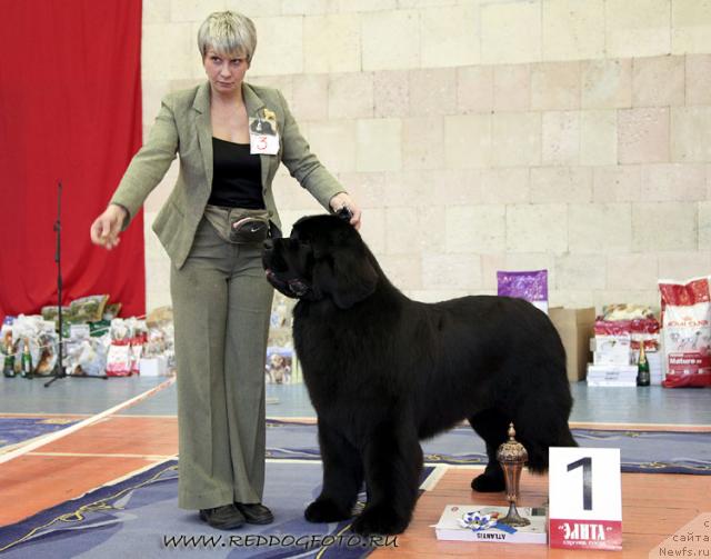 Фото: ньюфаундленд Giacomo vom Darius Land, Nina Bazulina (Нина Базулина)