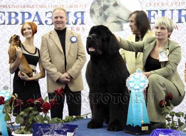 Фото: ньюфаундленд Giacomo vom Darius Land, Nina Bazulina (Нина Базулина)