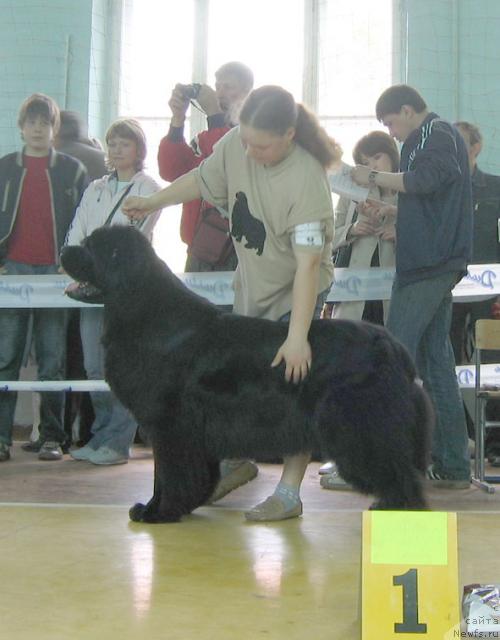Фото: ньюфаундленд Egipetsky Pharaon iz Tihogo Omuta (Египетский Фараон из Тихого Омута)