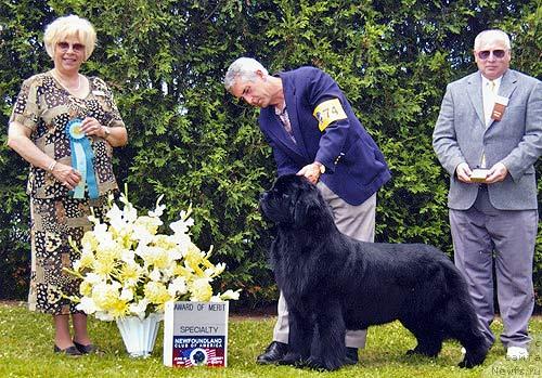 Фото: ньюфаундленд Pouch Cove's Casts Its Vote