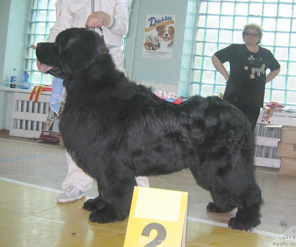 Фото: ньюфаундленд Tsarskiy Roman iz Medvejyego Yara (Царский Роман из Медвежьего Яра)
