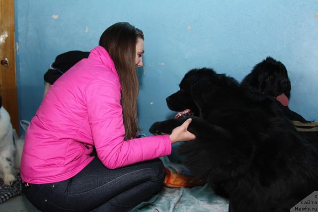 Фото: ньюфаундленд Ai Am Boginya Morya (Ай Эм Богиня Моря)