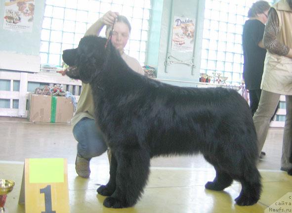 Фото: ньюфаундленд Shemahanskaya Tsaritsa (Шемаханская Царица)