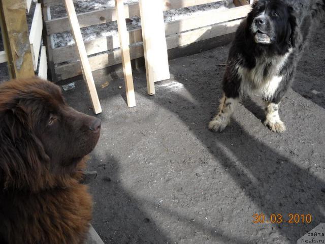 Фото: ньюфаундленд Rafayella Beatrichchi (Рафаэлла Беатриччи), ньюфаундленд Pitern'yuf Jelannaya Moya (Питерньюф Желанная Моя)