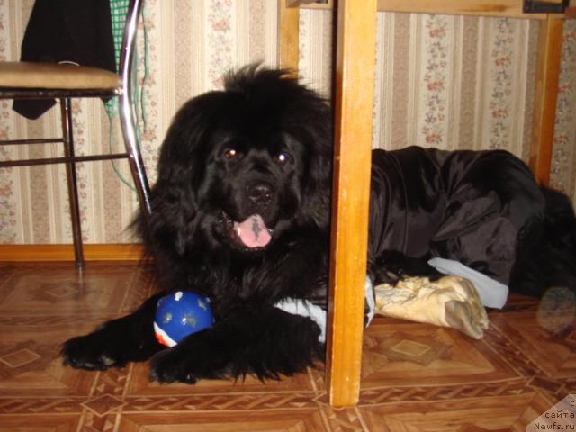 Фото: ньюфаундленд N'yufort Liya Obayatel'naya Kroshka (Ньюфорт Лия Обаятельная Крошка)