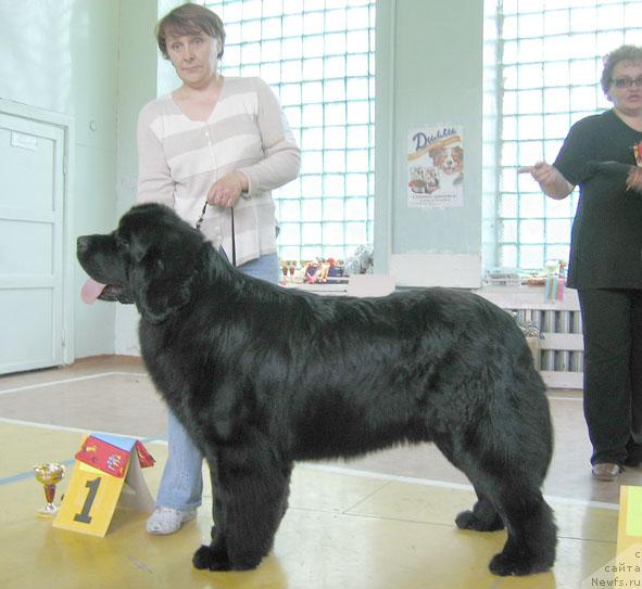 Фото: ньюфаундленд Shon O'Konnori Agent 007 (Шон О'Коннори Агент 007)