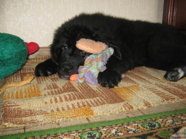 Фото: ньюфаундленд YUnona (Юнона)