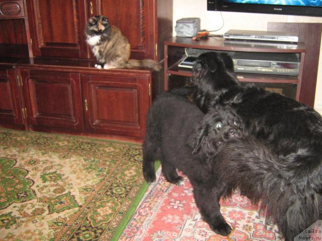 Фото: ньюфаундленд YUnona (Юнона), Дан, Варя