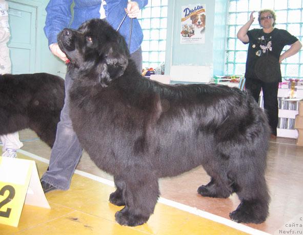 Фото: ньюфаундленд Yunspotid Hay iz Medvejyego Yara (Юнспотид Хай Из Медвежьего Яра)