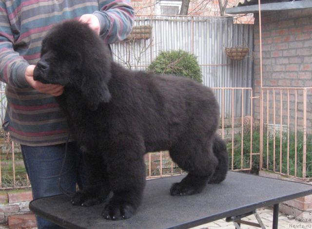 Фото: ньюфаундленд Professional s Berega Dona (Профессионал с Берега Дона)