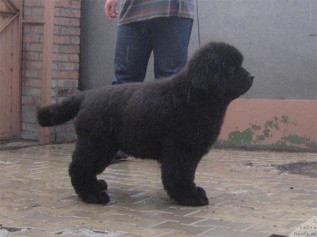 Фото: ньюфаундленд Professional s Berega Dona (Профессионал с Берега Дона)