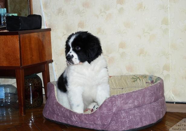 Фото: ньюфаундленд H'yugo Boss iz Unikal'noy Kollekcii (Хьюго Босс из Уникальной Коллекции)