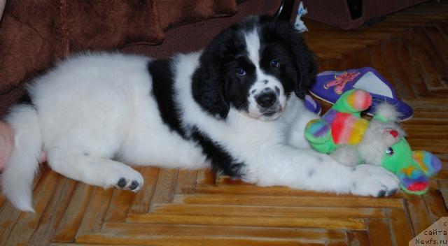 Фото: ньюфаундленд H'yugo Boss iz Unikal'noy Kollekcii (Хьюго Босс из Уникальной Коллекции)