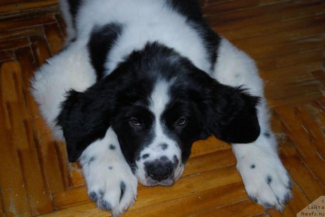 Фото: ньюфаундленд H'yugo Boss iz Unikal'noy Kollekcii (Хьюго Босс из Уникальной Коллекции)