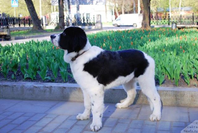 Фото: ньюфаундленд H'yugo Boss iz Unikal'noy Kollekcii (Хьюго Босс из Уникальной Коллекции)