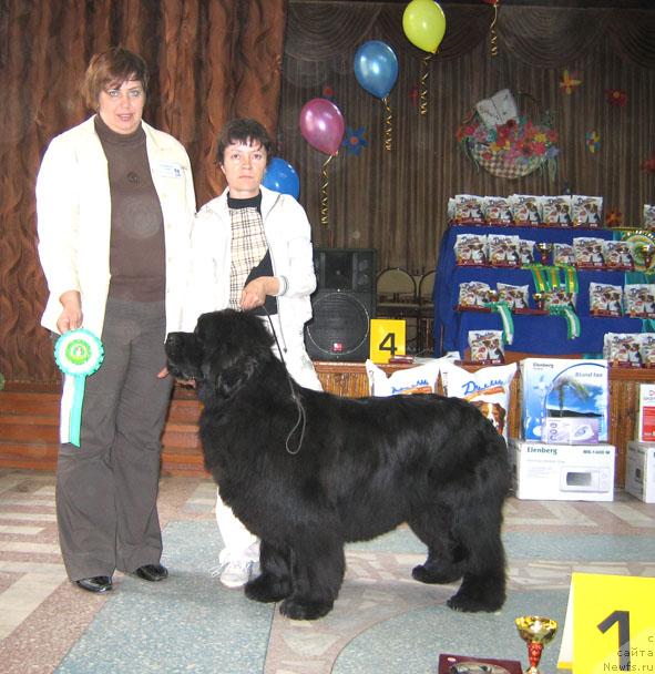 Фото: ньюфаундленд Yunspotid Hay iz Medvejyego Yara (Юнспотид Хай Из Медвежьего Яра)