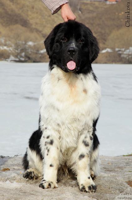 Фото: ньюфаундленд Piternyuf Play Boy (Питерньюф Плэй Бой)