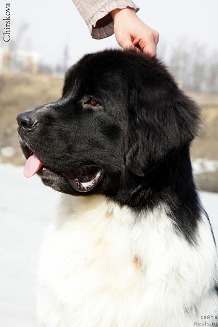 Фото: ньюфаундленд Piternyuf Play Boy (Питерньюф Плэй Бой)