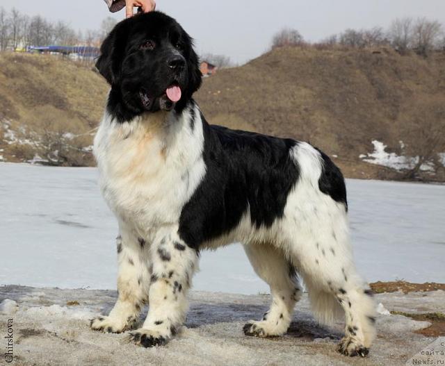 Фото: ньюфаундленд Piternyuf Play Boy (Питерньюф Плэй Бой)