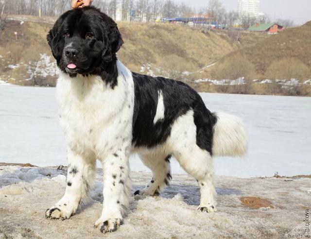 Фотография № 40184