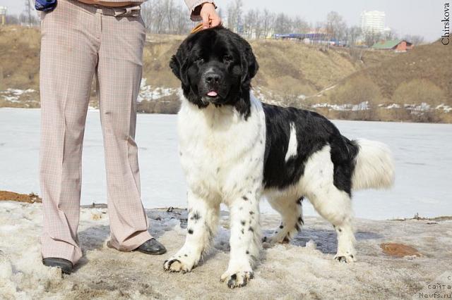 Фото: ньюфаундленд Piternyuf Prodigy (Питерньюф Продижи)