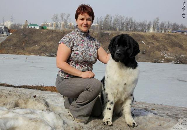 Фото: ньюфаундленд Piternyuf Prodigy (Питерньюф Продижи), Irina Vesnina (Ирина Веснина)