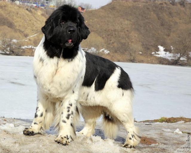 Фотография № 40190