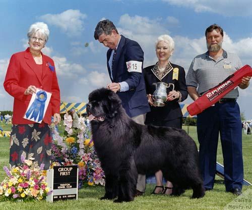 Фото: ньюфаундленд Pouch Cove's Candidate