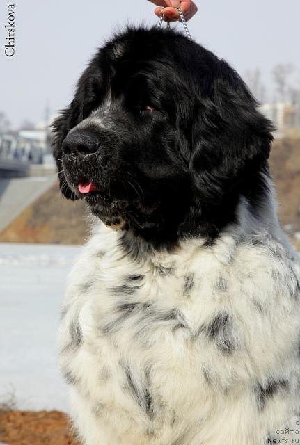 Фото: ньюфаундленд Mag Ispolin Carte Blanche for Piternyuf (Маг Исполин Карте Бланч фор Питерньюф)