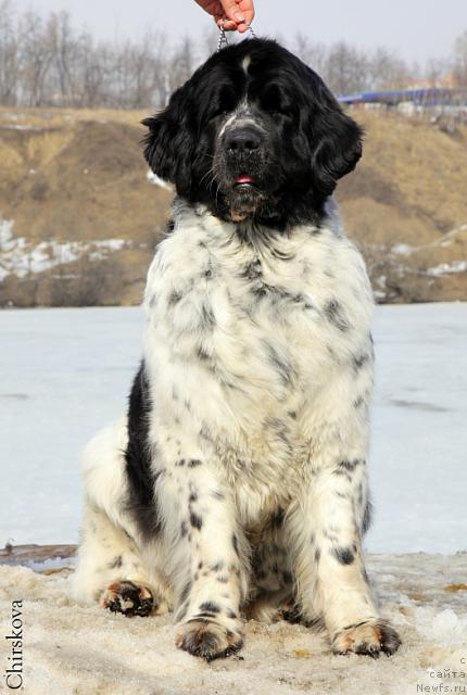 Фото: ньюфаундленд Mag Ispolin Carte Blanche for Piternyuf (Маг Исполин Карте Бланч фор Питерньюф)