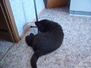 Фото: ньюфаундленд Fann'yuf Ura YA s Vami (Фанньюф Ура Я с Вами)