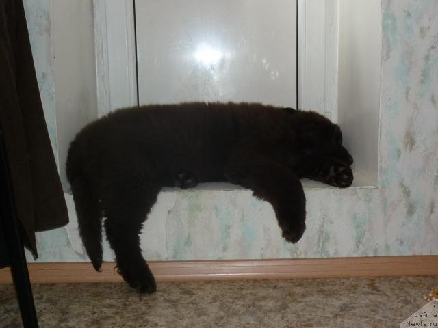 Фотография № 40207