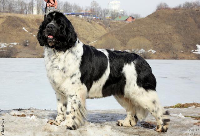 Фото: ньюфаундленд Mag Ispolin Carte Blanche for Piternyuf (Маг Исполин Карте Бланч фор Питерньюф)