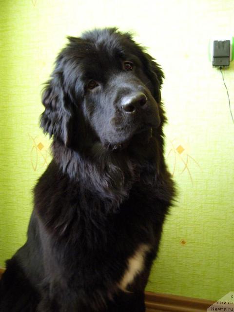 Фото: ньюфаундленд Super Bizon Astoriya (Супер Бизон Астория)