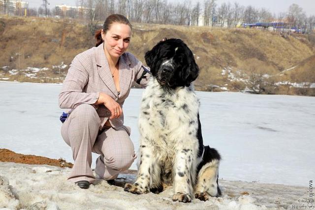 Фото: ньюфаундленд Mag Ispolin Carte Blanche for Piternyuf (Маг Исполин Карте Бланч фор Питерньюф), Kseniya Semikova (Ксения Семикова)