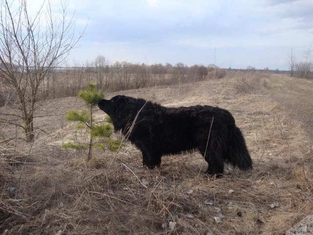 Фото: ньюфаундленд Lyubimaya Medvedica Moya (Любимая Медведица Моя)