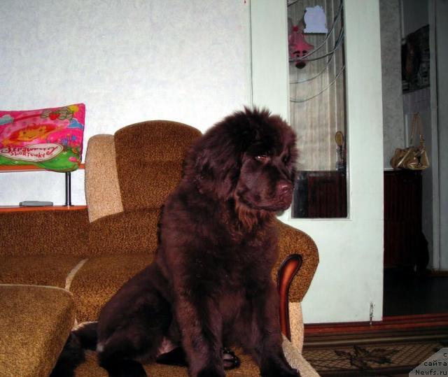 Фото: ньюфаундленд CHernyiy SHarm Abrikosovaya Karamel' (Черный Шарм Абрикосовая Карамель)