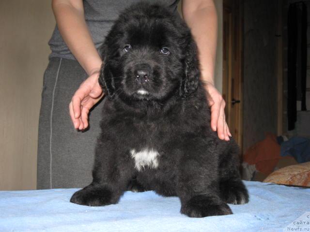 Фото: ньюфаундленд Majestic Goodsoul Nefertari (Мэджестик Гудсоул Нефертари)