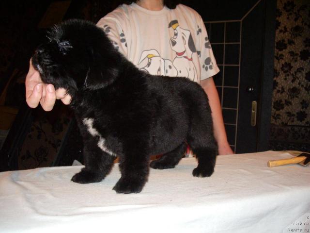 Фото: ньюфаундленд Super Premium Jani Monik (Супер Премиум Жани Моник)