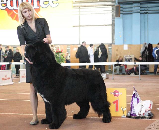 Фото: ньюфаундленд Super Bizon Armani (Супер Бизон Армани)