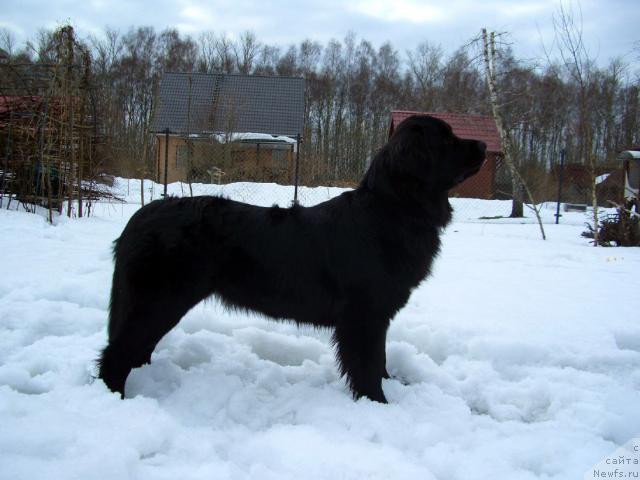 Фото: ньюфаундленд Plyushevaya Panda Plenitel'naya Dalida (Плюшевая Панда Пленительная Далида)