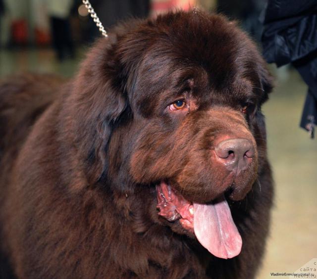 Фото: ньюфаундленд Super Premium Best Belzhen Regards (Супер Премиум Бест Бэлжен Ригардс)