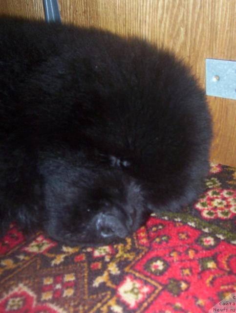 Фото: ньюфаундленд Uyutnaya Dolina Arter Nord (Уютная Долина Артер Норд)