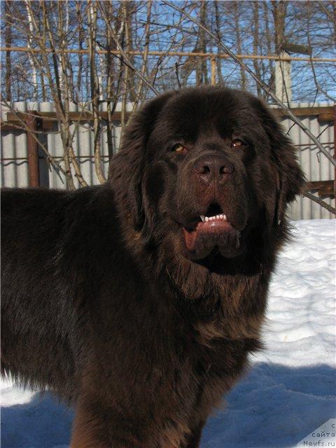 Фото: ньюфаундленд Aristokrat ot Rafayellyi (Аристократ от Рафаэллы)