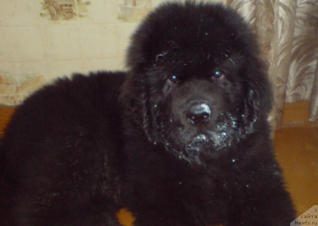 Фото: ньюфаундленд Uyutnaya Dolina Andros Grif (Уютная Долина Андрос Гриф)