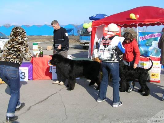 Фото: ньюфаундленд Ego Vysochestvo ot Sibirskogo Medvedja (Его Высочество от Сибирского Медведя)
