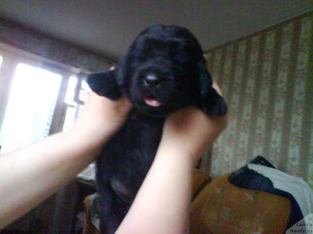 Фото: ньюфаундленд Severtan Unga (Севертан Унга)