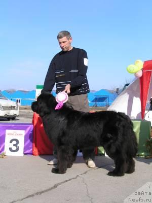 Фото: ньюфаундленд Ego Vysochestvo ot Sibirskogo Medvedja (Его Высочество от Сибирского Медведя), YUriy Rahtienko (Юрий Рахтиенко)