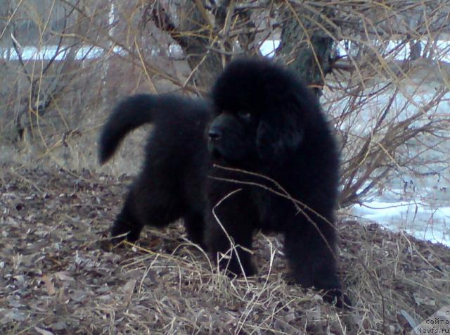 Фото: ньюфаундленд Uyutnaya Dolina Andros Grif (Уютная Долина Андрос Гриф)