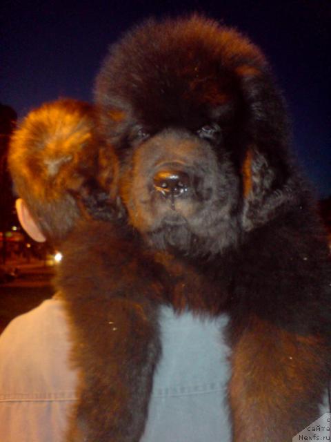 Фото: ньюфаундленд Uyutnaya Dolina Andros Grif (Уютная Долина Андрос Гриф)